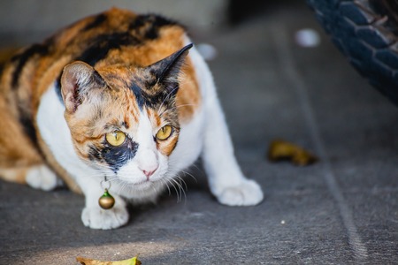Portrait of Tabby cat,Cat 3 colors Black, white, yellowの写真素材