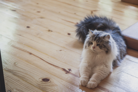 Close up of Persian cats Playing in a Cat Cafe coffee shopの写真素材