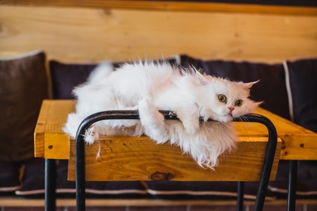 Close up of Persian cats Playing in a Cat Cafe coffee shopの写真素材