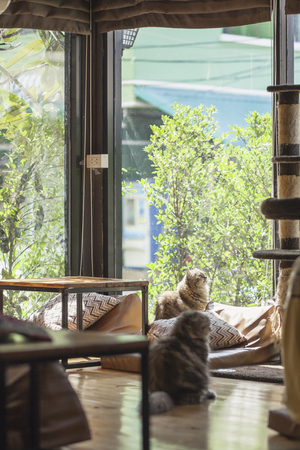 Persian cats Playing in a Cat Cafe coffee shopの写真素材