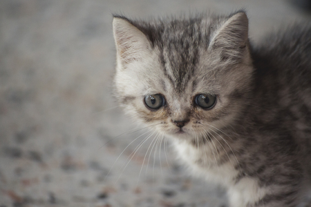Close up of cute tabby kitten, baby catの写真素材
