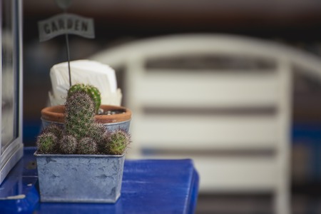 Cactus and succulents collection in small flowerpotsの写真素材