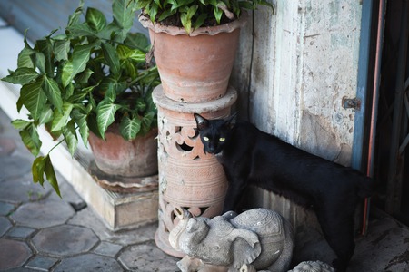 Black Cat,Asia stray cat sitting on the pavement.の写真素材