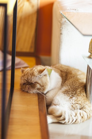 Close up of cute tabby cat in cat cafe.の写真素材