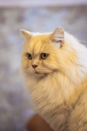Close up of cute tabby cat in cat cafe.の写真素材