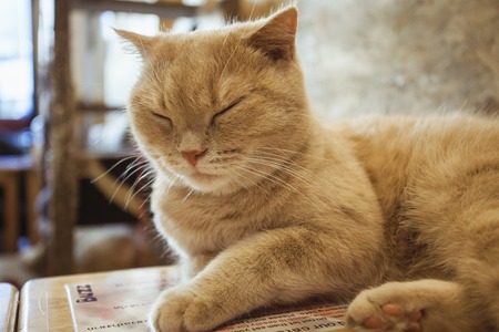 Close up of cute tabby cat in cat cafe.の写真素材