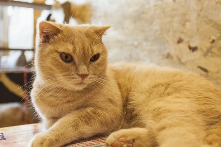 Close up of cute tabby cat in cat cafe.