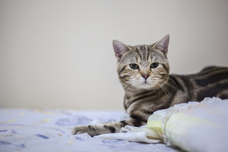 Close up of Cute Cat in bedroomの写真素材