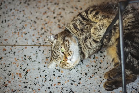 Close up of cute cats playing in a Cat Cafe coffee shopの写真素材