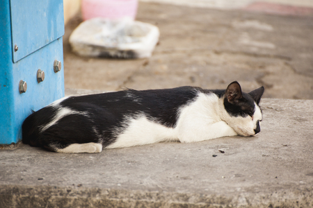 Black and white cat on the streetの写真素材
