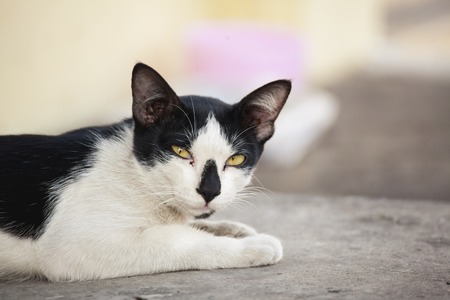 Black and white cat on the streetの写真素材