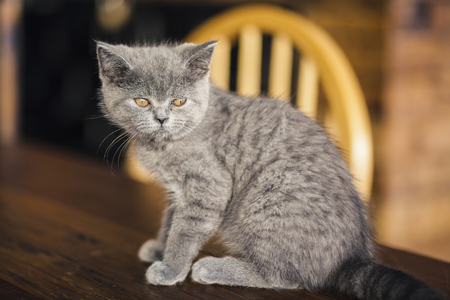 Cute Kitten, Russian Blue breed Play on a wooden table in a café ,beautiful gray catの写真素材