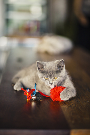 Cute Kitten, Russian Blue breed Play on a wooden table in a café ,beautiful gray catの写真素材