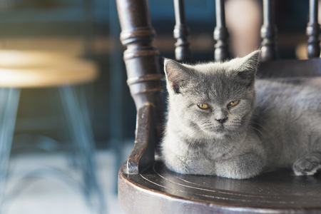 Beautiful gray cat sleeping on a wooden chair in a cafeの写真素材