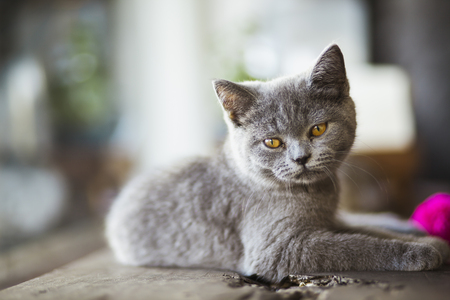 Cute Kitten,Cat on a wooden chair in a cafe .の写真素材