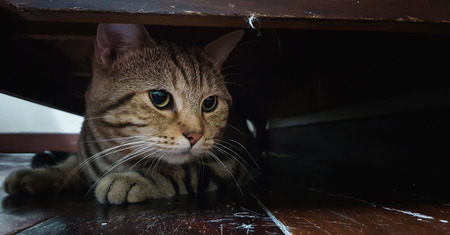 Cute kitten portrait shorthair cat on the wood desk