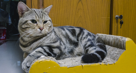 Cute kitten portrait shorthair cat on the Cat Nailの写真素材