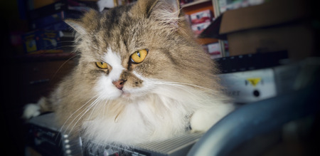 Close up of Persian cats Playing in a Cat Cafe coffee shopの写真素材