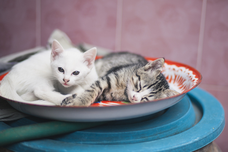 Little kittens are lying on the tray.の写真素材