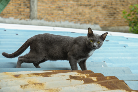 Beautiful gray cat on top roofの写真素材
