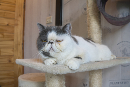 Exotic Shorthair cat have a flat face ,Felis catusの写真素材