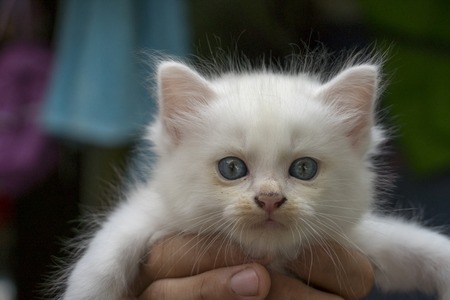 Beautiful little cat with blue eyes relaxingの写真素材