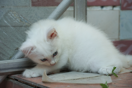 Beautiful little cat relaxingの写真素材