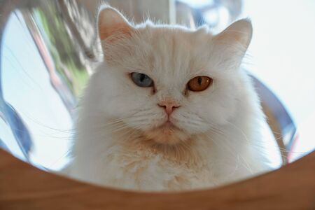 Close up of Persian white catの写真素材