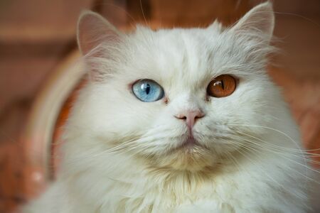 Close up of Persian white catの写真素材