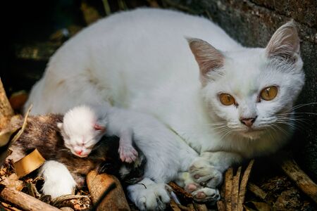 White cat with baby