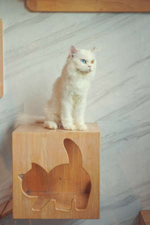 Portrait of a white fluffy cat with different eyes. Pet, Persian beautiful catの写真素材