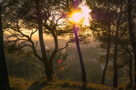 forest provenceの写真素材