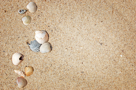Seashells are lying on the sand, backgroundの写真素材