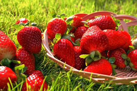strawberry on the grassの写真素材