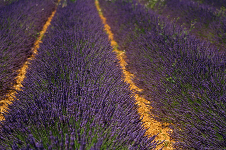 Lavenderの写真素材