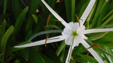 White Starの写真素材