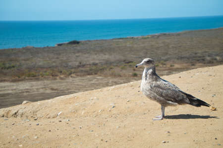 seagull with a piece of fruit on the ocean coastの写真素材
