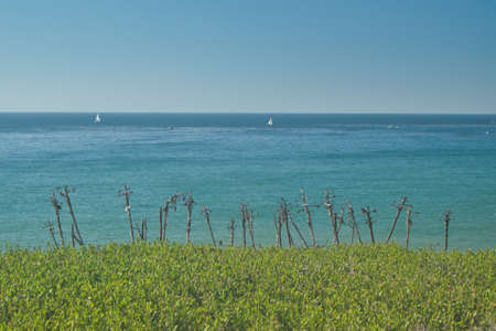 palm trees and green bushes on the oceanの写真素材