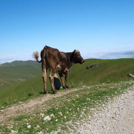 A cow walks along a mountain roadの写真素材