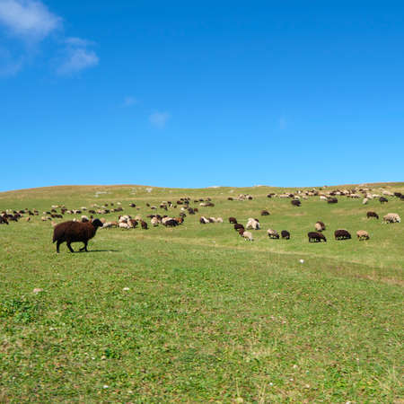 Sheeps walk along the mountain range at early autumnの写真素材