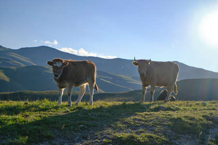 Cows walk along the mountain range at early autumnの写真素材