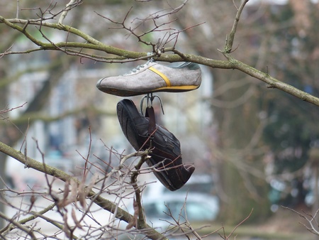 Shoes tied together in a tree 

の写真素材