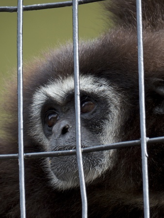 Sad monkey behind bars 
の写真素材