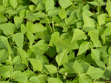 Beans in an organic garden 