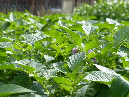 Potatoes in an organic garden 
の写真素材
