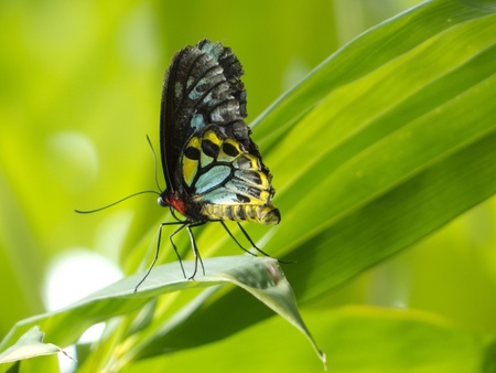 A butterfly sitting on a leaf の写真素材