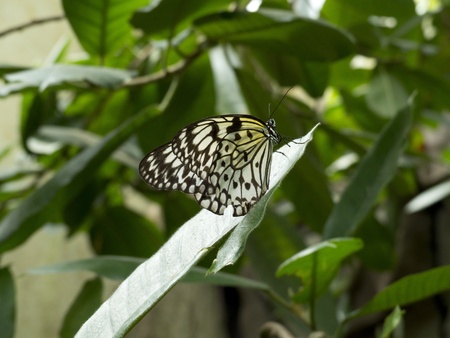 A butterfly sitting on a leaf 