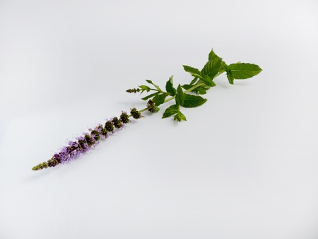 Peppermint with flower Cut in front of white background の写真素材