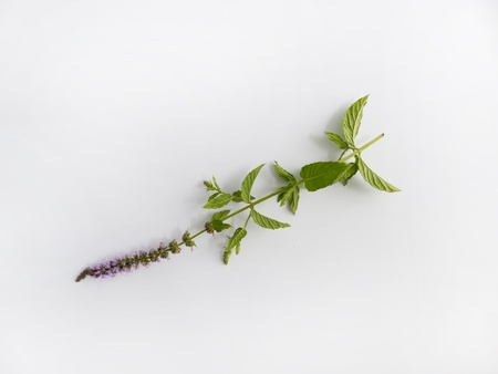 Peppermint with flower Cut in front of white background の写真素材