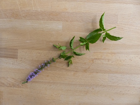 Peppermint with flower on a wooden board の写真素材